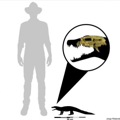 Illustration comparing the small size of the croc with human. Credit, Jorgo Ristevski